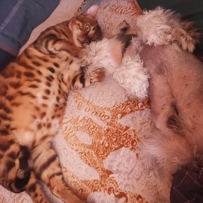 2II0Ap0A8jtTgci's profile picture. addr 
  0xa90D69A7ac4721f33aBB7BB792973618712E974E