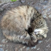 ぽん (@hibikenmei_8) Twitter profile photo