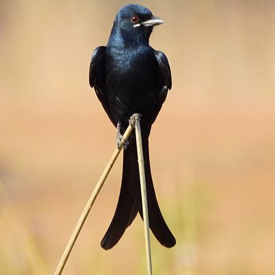 IndoMelay's profile picture. 