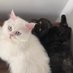 Cosmic & Nova (@cosmicnovacats) Twitter profile photo Cosmic & Nova (@cosmicnovacats) Twitter profile photo