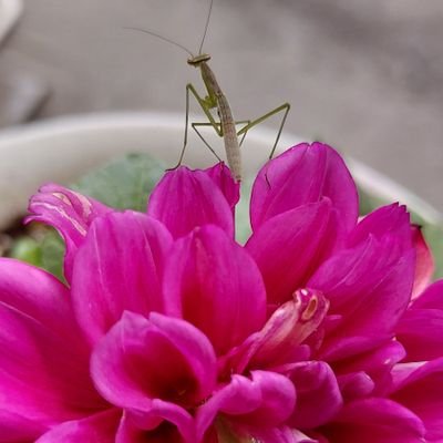 コロナ禍まで政治には無頓着だった自分が今は情けないです。自国に今、何が起こっているのか、何が起きていたのか、Twitterなどから学ばせて頂いている真っ只中！ノーマスク派、コロナはただの風邪派はお断りしています。
無言フォロー、お許し下さい。