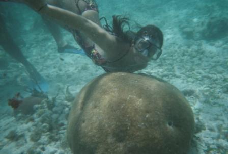 Arlettie1's profile picture. Interested in all types of animals, especially in marine animals =)