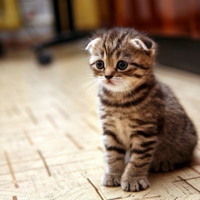 airgun2023's profile picture. ร้องเพลง