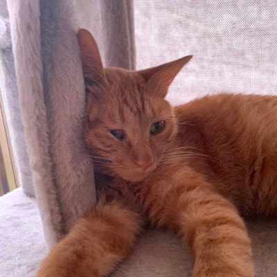 karakuri2839's profile picture. 猫