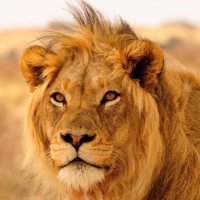 BTWLionsShreveport (@btwfbshreve) 's Twitter Profile