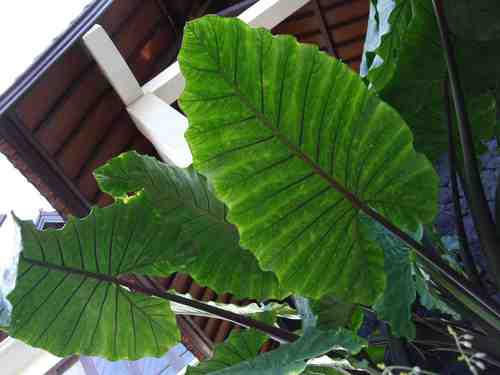 Keladi Leaf