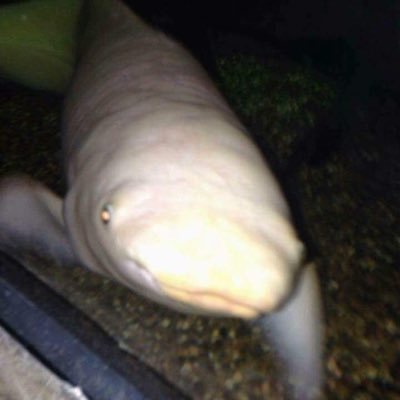 danni__sixx's profile picture. Sigma lifter and certified retard 👍🏻