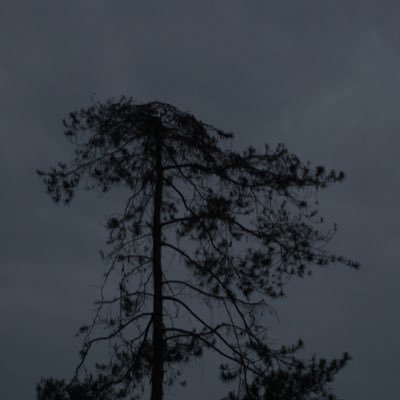 lupalagisyair's profile picture. 