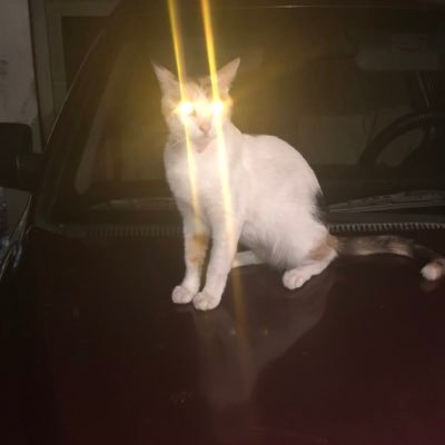 Niceeu2's profile picture. 