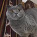 tuğba güçlü (@tugbaoguclu) Twitter profile photo tuğba güçlü (@tugbaoguclu) Twitter profile photo