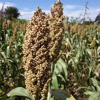 Southern Sorghum(@SouthernSorghum) 's Twitter Profile Photo