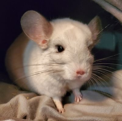 lsthaxton's profile picture. typesetter, book designer, e-book creation machine - Prod. Coordinator at @AZpress | Ling/EAS BA | ADHD, queer, and CRT studies ftw | chinchillas | she/her