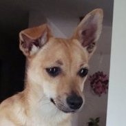 Donnashar's profile picture. Help to save animals through Facebook
Stop puppy mills.