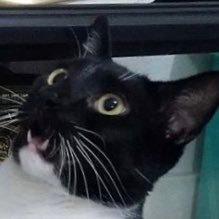 DarinHazama's profile picture. niraD