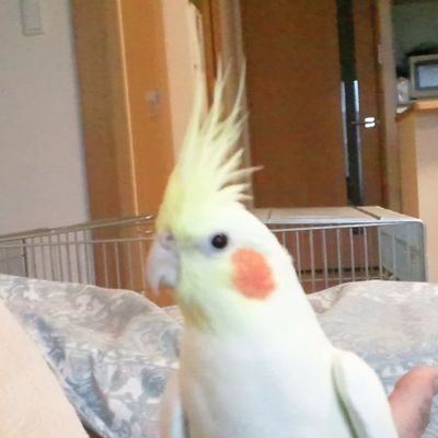 K3ibENg2KGSyNru's profile picture. 昭和平成プロレス、競馬、キン肉マン、ウマ娘、オカメインコなどに造詣が浅い
おぴょぴょ産駒は3人有
1号♀カツラギエース推しに変化、共にウマ娘のアプリを嗜む
2号♂野球にのめり込む
V3♀ミスターシービー推しに変化
無差別フォローいいね申し訳無いです