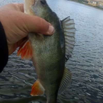 dixhuit03's profile picture. Menteur. Psy... Victime..