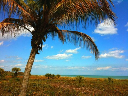 SScioscia's profile picture. 