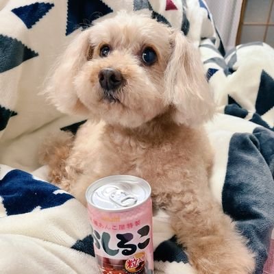 どうも、ゆうりです！🐶日々徒然につぶやきます。主に推し活やお料理のアカウントです😆🌈🪽虹の国の愛犬レンレンが大好き✨ヘッダーはたこ焼きさんに許可頂きました✨https://t.co/aXrXDrxO4o