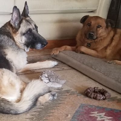 GSD, 6 years old, live in Arizona with my humom Daddy. Gots a new fur-brother named Koda. I'm a laid back dog, loves walks, play with my chew ring .