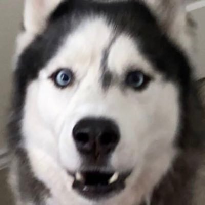 averagemp5user's profile picture. 