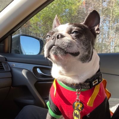 Hi! I’m Lenny, the first ever https://t.co/IdxlTo8vVw official Canine Critic! I review dog friendly hotels and give travel tips for pups & parents!