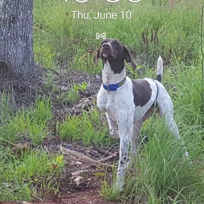 Professional gun dog trainer and breeder of wonderful German Shorthaired Pointers and Field English Cockers.