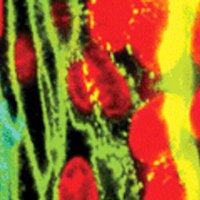MitoScientists (@mitoscientists) 's Twitter Profile