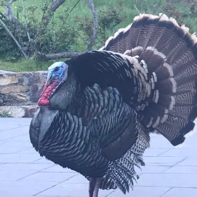 polticalturkey's profile picture. Politics junkie