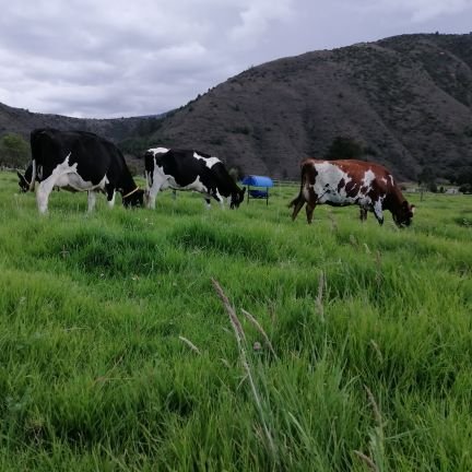 Zootecnista de la universidad Nacional de Colombia. Área de Ganadería Colombiana Sostenible. Federación Colombiana de Ganaderos FEDEGAN - Colombia