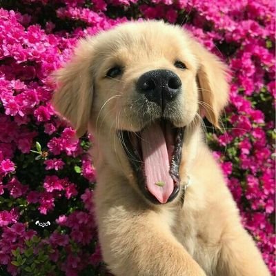 Todo dia um animal muito fofo passando na sua tela pra alegrar seu dia| sugestões ou foto do seu pet manda na DM Adm: @alvinhonvm