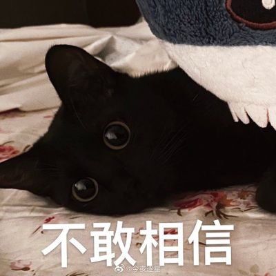 貓讀者さんのプロフィール画像