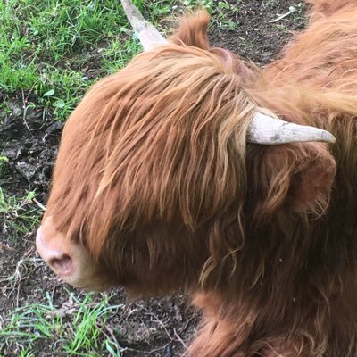 🐱🏴 It gets more important every day that Scotland is an Independent country once more.