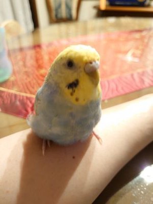 セキセイインコや、鳥さんが大好きです。
愛玩動物飼養管理士1級と
バードライフアドバイザー資格を
持ってます。