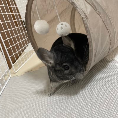 2020年3月15日生まれの♂/2020年8月22日お迎え/スタンダードグレー/600g突破しました/飼い主（🐭ゲボクでしゅ）は27歳女