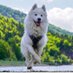 Mis_husky.07 (@husky_mis) Twitter profile photo Mis_husky.07 (@husky_mis) Twitter profile photo