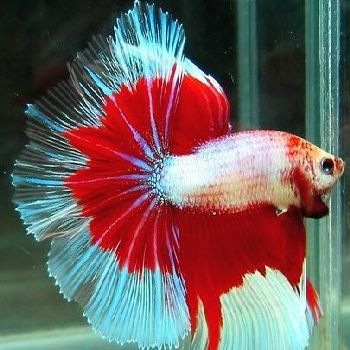 BettaFishLovers's profile picture. 