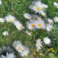 Yevrahu's profile picture. 