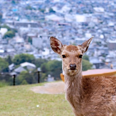 就職氷河期世代(概ね35歳~56歳以下)の求職者を対象とした、就職支援事業です。奈良県で就職・再就職を希望される求職者に合同企業説明会や企業見学ツアーなどを行っています。 本アカウントは奈良労働局からの委託を受け、奈良テレビ放送が運営しております🦌