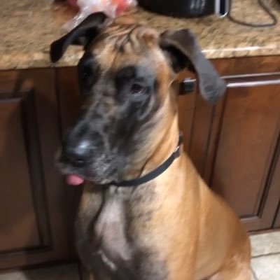 bigdogenjoyer's profile picture. Aspiring Voice actor. 24, CEO of Comcast hate.