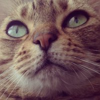 おに (@onibabako) 's Twitter Profile