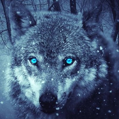 cintonik1's profile picture. 