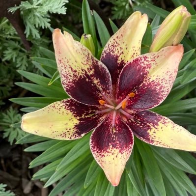 lovedaisymom's profile picture. 😀