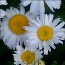 Stephanie Oster - @Retsos1988 - Twitter