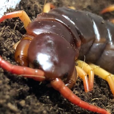 タクタク (@takutakumushi) / Posts / X