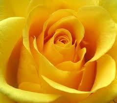 Got2bTru2urslf's profile picture. Just an Ex-Yellow Rose... Thankful & Hopeful... #Trump2020 🇺🇸