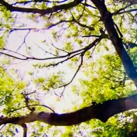 Stop The Chop! (@portaferrytrees) 's Twitter Profile