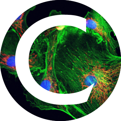 Studying mechanisms regulating cell division and tissue morphogenesis to reveal the underlying cause of cancer.