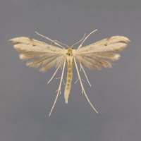 Deborah Matthews - @Plume_Moths Twitter Profile Photo