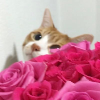 Sakiさんのプロフィール画像