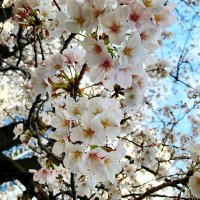 🌸happypass🌸 (@araiguma_pika) 's Twitter Profile